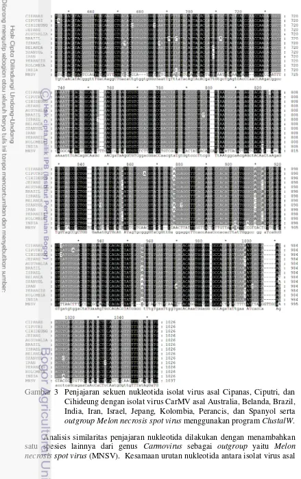 Gambar 3  Penjajaran sekuen nukleotida isolat virus asal Cipanas, Ciputri, dan 