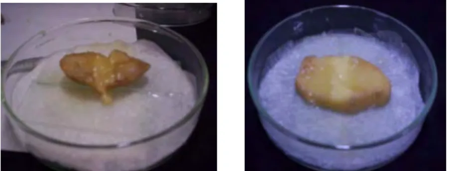 Gambar 7  Reaksi positif  pembusukkan kentang isolat Erwinia sp.(a) dan reaksi  negatif (b) hasil eksplorasi rizosfer tanaman pepaya IPB 1,  IPB 2, dan  IPB 6