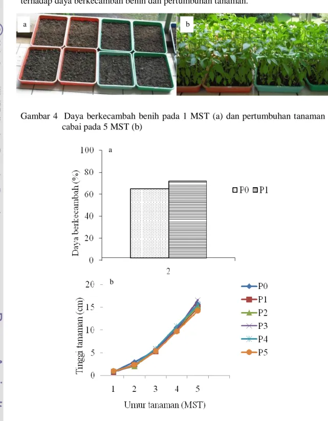 Gambar 4   Daya  berkecambah  benih  pada 1 MST (a)  dan pertumbuhan tanaman  cabai pada 5 MST (b) 