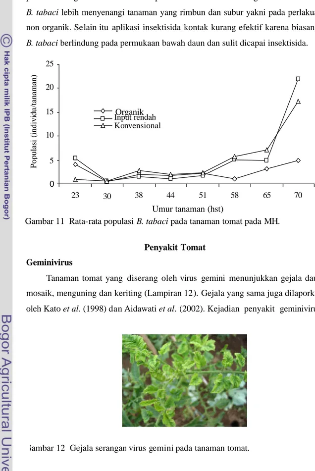 Gambar 11  Rata-rata populasi  B. tabaci pada tanaman tomat pada MH. 