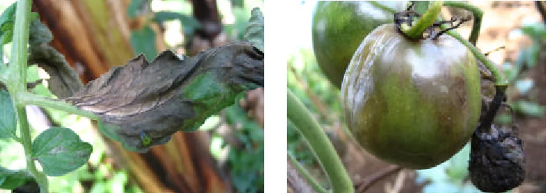 Gambar 16  Gejala serangan P. infestans pada (a) daun dan (b) buah tomat. 