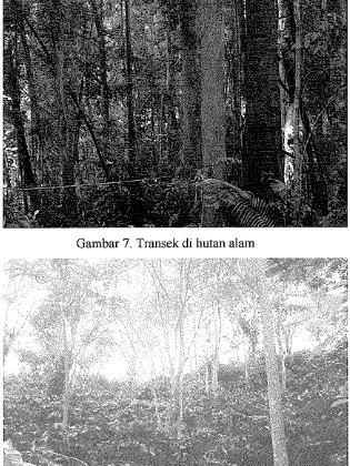 Gambar 7. Transek di hutan alain 