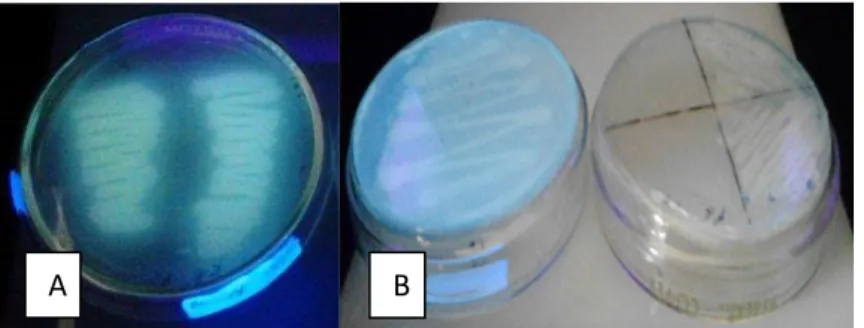 Gambar 16.  Pengamatan koloni bakteri pada medium King B di bawah  sinar UV   (λ = 366 nm)      A) koloni bakteri yang berpendar; B) koloni bakteri yang berpendar dan yang tidak  berpendar