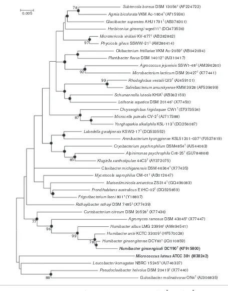 Fig. 1. Phylogenetic tree derived from 16S rRNA gene sequences of strains DCY60T and DCY90T and their taxonomicneighbours, reconstructed with maximum–likelihood method