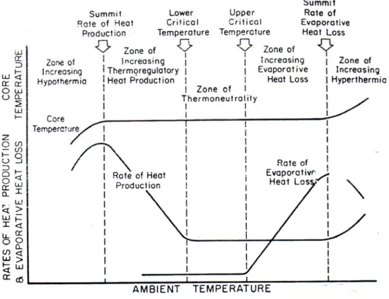 Gambar 1. Diagram Hubungan antara Suhu Lingkungan dan Pengaturan  Panas Tubuh Ternak (Yousef, 1985)