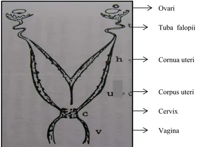 Gambar 1  Anatomi sistem reproduksi domba betina (Toelihere 1981). 
