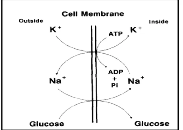 Gambar 4   Mekanisme pemompaan yang bergantung pada Na + -K + -ATP                      pada waktu  difusi glukosa ke dalam sel (Block 1994)