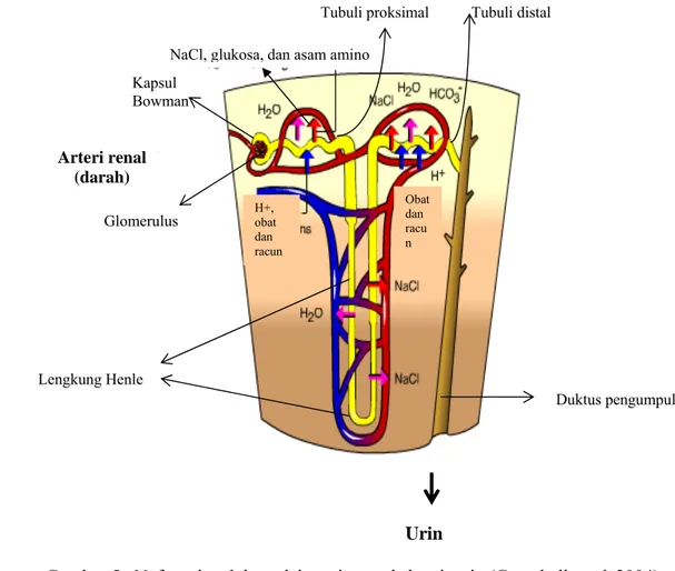 Gambar 5   Nefron dan duktus dalam sistem ekskresi  urin (Campbell et al. 2004). 