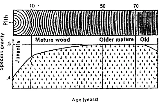 Gambar 2. Berat Jenis dan hubungannya dengan umur pohon 