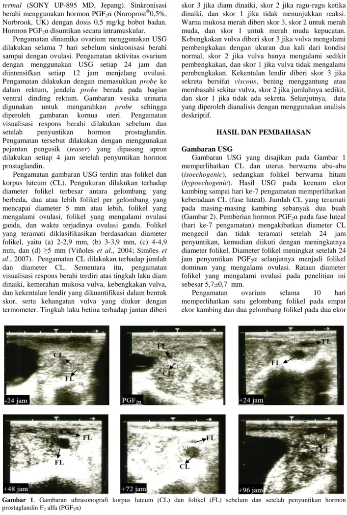Gambar  1.  Gambaran  ultrasonografi  korpus  luteum  (CL)  dan  folikel  (FL)  sebelum  dan  setelah  penyuntikan  hormon  prostaglandin F 2  alfa (PGF 2 α) 