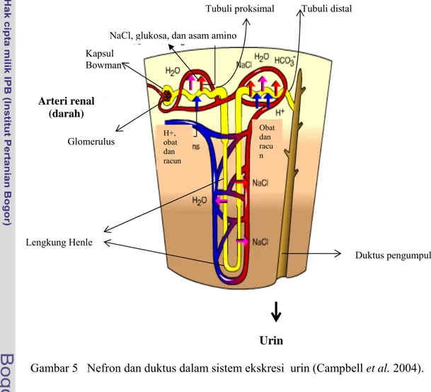 Gambar 5   Nefron dan duktus dalam sistem ekskresi  urin (Campbell et al. 2004). 