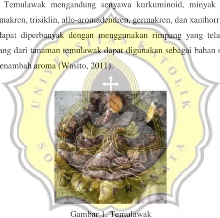 Gambar 1. Temulawak 