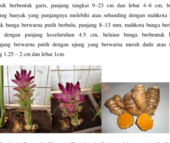 Gambar 1. Bunga dan Rimpang Temulawak (Sumber: dokumentasi pribadi). 