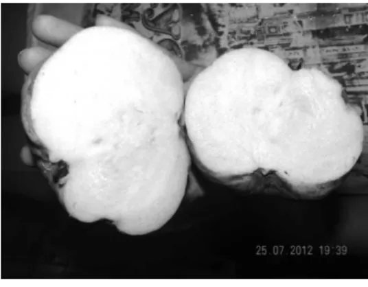 Gambar 1.6. Jambu Sukun