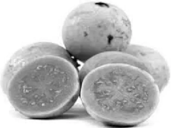 Gambar 1.10. Jambu Biji Manis
