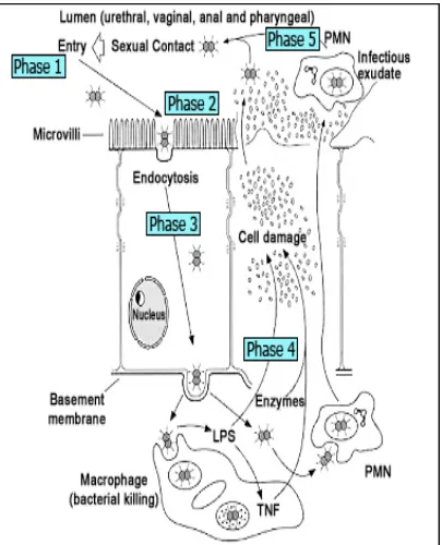 Gambar 2. Patogenesis gonore13 