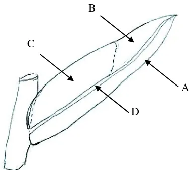 Gambar 1. Bagian-bagian daun Fissidens: A. daunbagian distal, B. daun bagian apikal, C