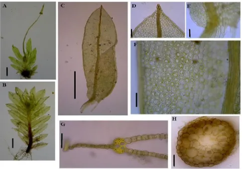 Gambar 2. F. bogoriensis: A-B. Perawakan; C. Daun; D. Ujung daun; E. Basal daun; F. Sel helai daun; G.Sayatan melintang daun dengan lembaran pelepah; H