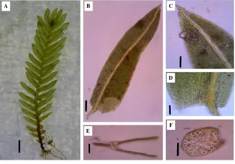 Gambar 3. F. braunii: A. Tumbuhan; B. Daun; C. Ujung daun; D. Dasar daun; E. Sayatan melintang daunlembaran pelepah; F