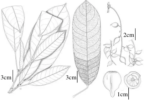 Fig. 8. B. angulata Merr. var. globulus Gunawan,var. nov. (K. Kartawinata 1441, Gunawan 082).