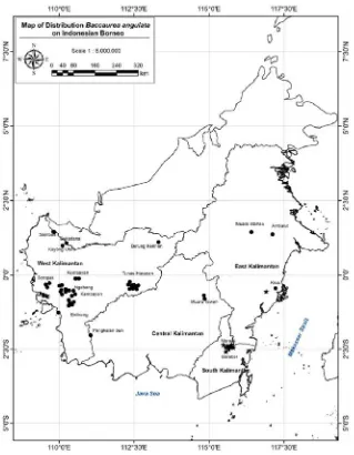 Figure 1. Distribution of B. angulata in Indonesian Borneo, Kalimantan. ●: obovoid and pentagonal tohexagonal-shaped fruits, ⋆: obovoid and round-shaped fruits.