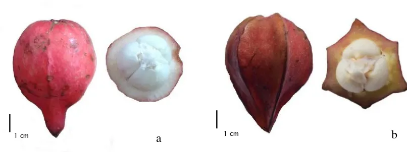 Figure 6. Variation in fruit shape, a: obovoid and round-shaped cross section of fruit with an acuminate tip;b: obovoid and hexagonal-shaped cross section of fruit with an acute tip.