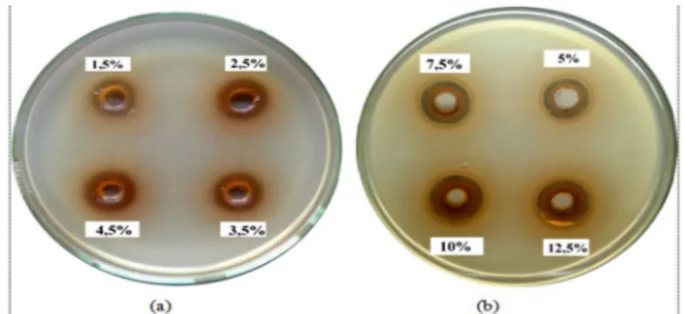 Gambar I. Pengukuran KHM fraksi etil asetat pelepah aren terhadap bakteri Staphylococcus aureus (a)  dan Propionibacterium acnes (b) 