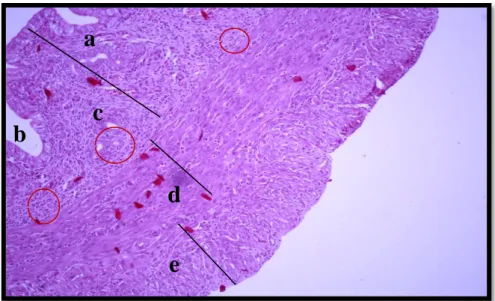 Gambar 8. Mikrograf penampang melintang uterus tikus putih    sesudah pemberian Ekstrak Daun Tanaman Kenari    