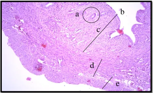 Gambar 10. Mikrofotograf Penampang Melintang Uterus Tikus   Putih sesudah Pemberian Ektrak Daun tanaman  Kenaridengan dosis 400 mg/ekor/hari (H-E, 100x): 