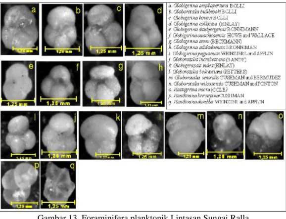 Gambar 13. Foraminifera planktonik Lintasan Sungai Ralla 