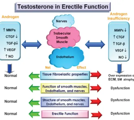 Gambar 2.3 Efek testosteron terhadap fungsi ereksi (dikutip dari Sakka and  Yassin, 2010) 