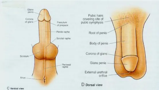 Gambar 2.4 Penis Manusia (dikutip dari Moore and Agur, 2007) 