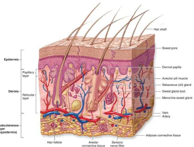 Gambar 1. Struktur kulit 