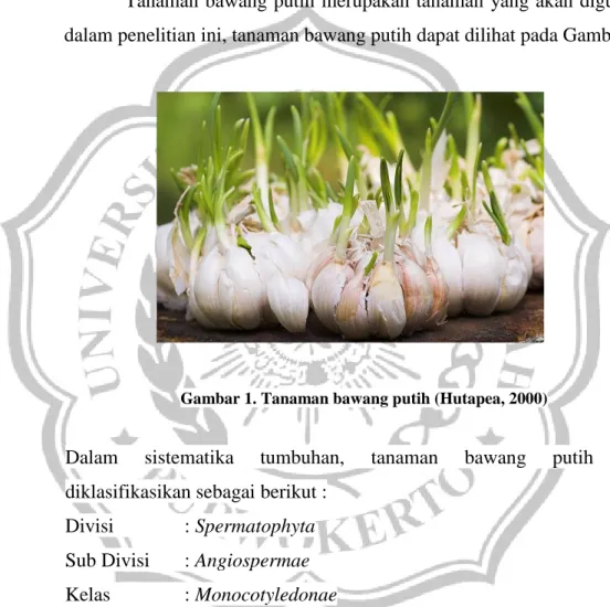 Gambar 1. Tanaman bawang putih (Hutapea, 2000) 