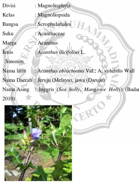 Gambar 1. Tanaman Acanthus ilicifolius dengan bunga  (Khajure, 2010)  3.   Morfologi 