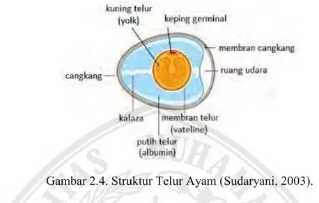 Gambar 2.4. Struktur Telur Ayam (Sudaryani, 2003). 