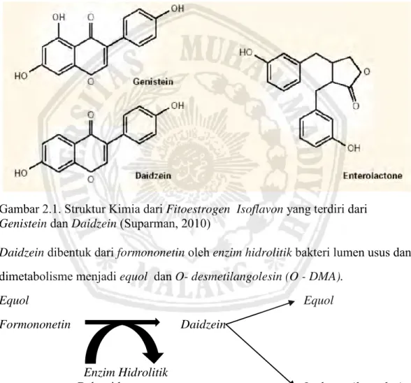 Gambar 2.1. Struktur Kimia dari Fitoestrogen  Isoflavon yang terdiri dari  Genistein  dan Daidzein (Suparman, 2010) 