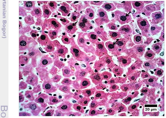 Gambar 5   Hepatosit yang mengalami apoptosis pada kelompok kontrol.  Pewarnaan HE, bar : 20µ