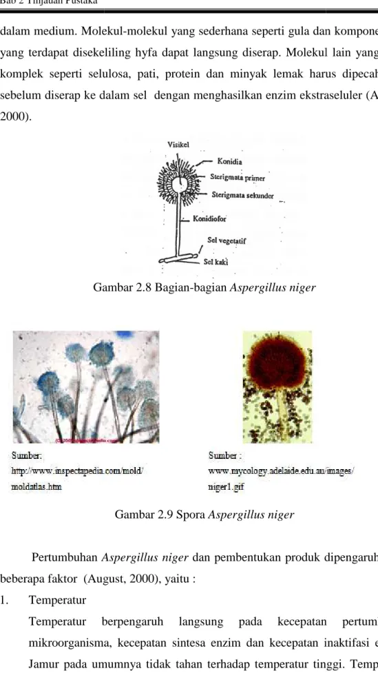 Gambar 2.8 Bagian-bagian Aspergillus niger 