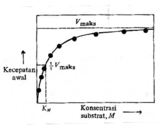 Gambar 2.3 Pengaruh konsentrasi substrat terhadap kecepatan awal reaksi enzimatik