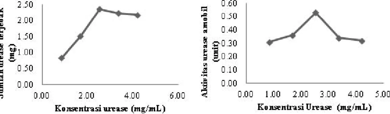 Gambar 2.  (a)  Pengaruh konsentrasi urease  terhadap jumlah urease  yang terjebak tiap  0,5 gram manik kitosan-polietilen glikol  (b) Pengaruh konsentrasi urease  terhadap aktivitas  urease amobil pada manik kitosan-polietilen glikol