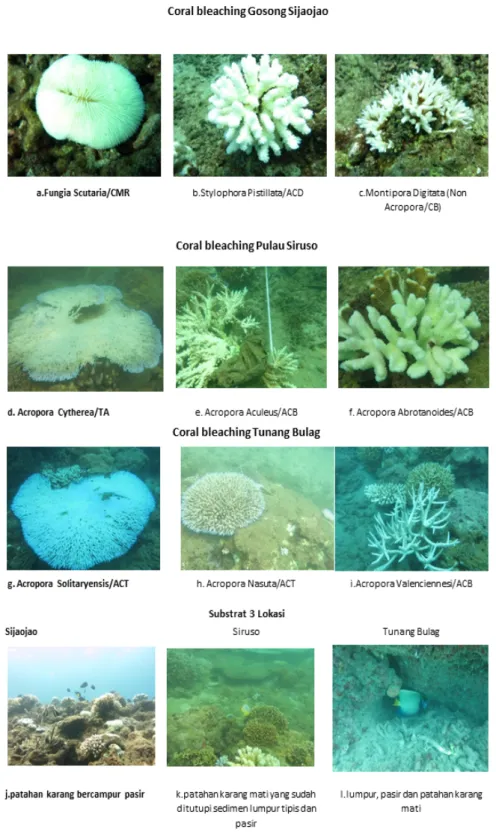 Gambar 12 Jenis coral bleaching dan komposisi substrat di 3 lokasi (Gosong Sijaojao, Pulau Siruso dan Tunang Bulag) Sumber : LPSDKP dan Sanari, 2016
