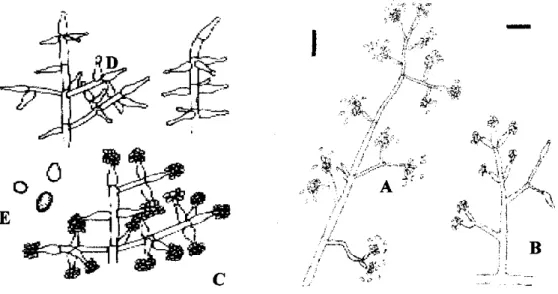 Gambar 1. Karakteristik mikroskopis dari Trichoderma sp. A dan B adalah  konidofor dewasa, C dan D adalah fialid, dan E adalah konidia 