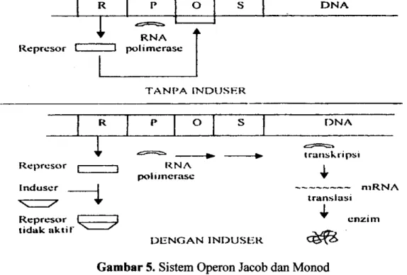 Gambar 5. Sistem Operon Jacob dan Monod 
