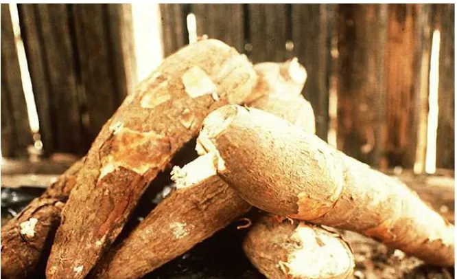 Gambar 4.2.  Umbi ubi kayu