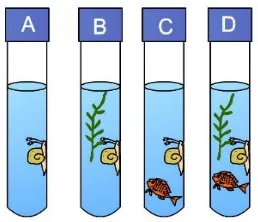 Figure 2. The mini aquarium as the phenomena during student’s laboratory activity.   