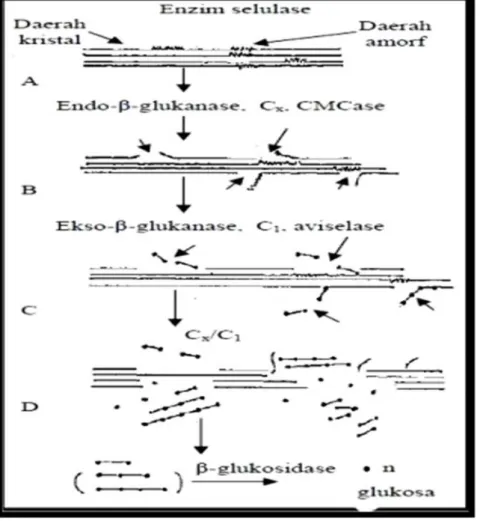Gambar 8.  Mekanisme  kerja  enzim  selulase dalam  hidrolisis selulosa  (Nugraha, 2006).