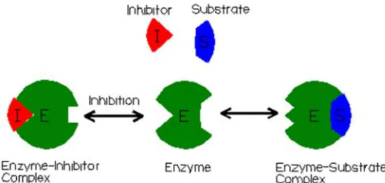 Gambar 10. Inhibitor enzim