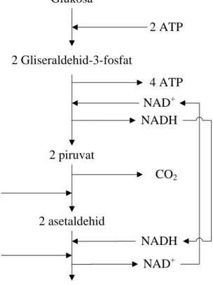 Gambar 11. Proses konversi glukosa menjadi etanol (Voet et al. 2006).