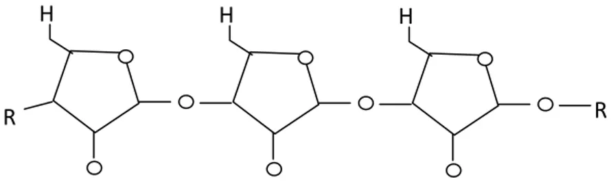 Gambar 3 . Struktur polimer hemiselulosa .  (Frassoldati et al., 2005)  